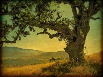 Oak Alley, Light and Shadows-William Guion-Art Print