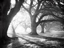 Oak Alley Morning Light-William Guion-Giclee Print