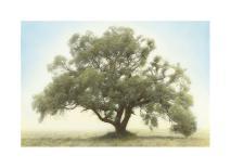 Oxley Oak, in front of Audubon Hall, LSU Quad-William Guion-Art Print