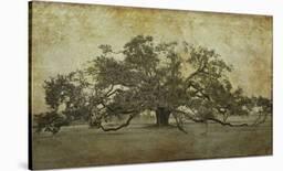 Oxley Oak, in front of Audubon Hall, LSU Quad-William Guion-Art Print