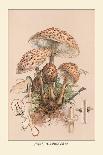 Amanita Muscaria Poisonous-William Hamilton Gibson-Framed Art Print