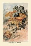 Morchella Esculenta-William Hamilton Gibson-Framed Art Print