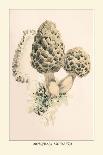 Morchella Esculenta-William Hamilton Gibson-Art Print