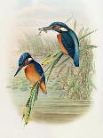 Alcedo Ispida, Plate from 'The Birds of Great Britain' by John Gould, Published 1862-73-William Hart and John Gould-Laminated Giclee Print