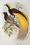 Bird of Paradise: Greater, Paradisaea Apoda-William Hart and John Gould-Framed Giclee Print