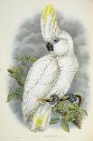 Geoffroyius Timorlaoensis-William Hart-Premium Giclee Print