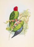 Geoffroyius Timorlaoensis-William Hart-Premium Giclee Print