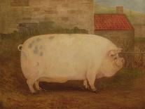 `Jumbo', 16 Months Old, 41 Stone, Bred by J. Young, Newholm, Yorkshire, 1886-William Henderson-Mounted Giclee Print