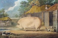 A Leicester Sow, 2 Years Old, the Property of Samuel Wiley-William Henry Davis-Giclee Print