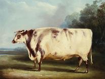 A Prize Bull, 1839-William Henry Davis-Giclee Print