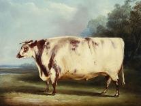 A Prize Cow-William Henry Davis-Giclee Print