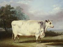 A Prize Bull, 1839-William Henry Davis-Giclee Print
