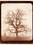 Oak Tree in Winter, Early 1840s-William Henry Fox Talbot-Giclee Print