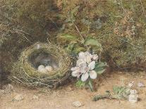 Bird's Nest with Sprays of Apple Blossoms-William Henry Hunt-Giclee Print