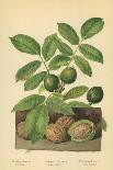 Walnut, Foliage and Fruit-William Henry James Boot-Giclee Print