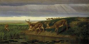 Deer on the Prairie, 1884-William Holbrook Beard-Giclee Print