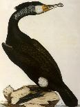 Cormorant, Phalacrocorax Carbo-William Home Lizars-Giclee Print