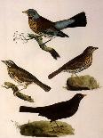 Four Perching Birds-William Home Lizars-Giclee Print