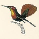 The Naturalist's Library, Ornithology Vol VIII, Red Ringed Parrakeet, C1833-1865-William Home Lizars-Giclee Print