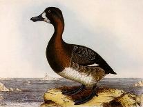 Cormorant, Phalacrocorax Carbo-William Home Lizars-Giclee Print