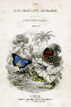 The Naturalist's Library, Entomology, Vol V, Butterflies, C1833-1865-William Home Lizars-Framed Giclee Print