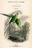 The Naturalist's Library, Ornithology Vol VIII, Red Ringed Parrakeet, C1833-1865-William Home Lizars-Giclee Print