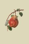 The Chaumontelle Pear, 1818-William Hooker-Giclee Print