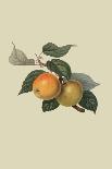 Moor Park Apricot-William Hooker-Art Print