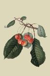 Imperial Plum-William Hooker-Framed Stretched Canvas