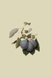 Coes Golden Drop - Plum-William Hooker-Art Print