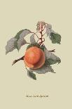 The Trumpington Apple-William Hooker-Giclee Print