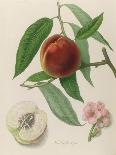 Nectarine: Neals Early Purple-William Hooker-Giclee Print