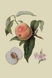 Moor Park Apricot-William Hooker-Art Print