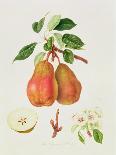 Nectarine: Neals Early Purple-William Hooker-Giclee Print