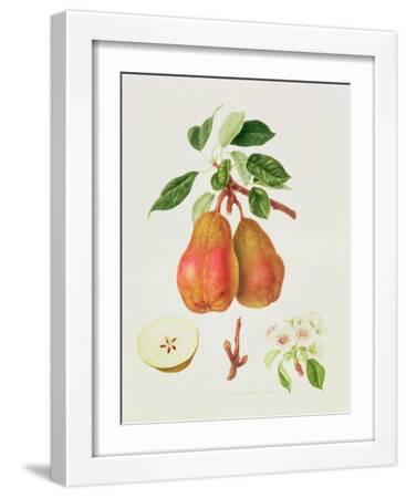 William Hooker Vintage Botanical & Illustration Wall Art: Prints