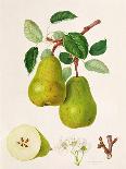 The D'Auch Pear, 1817-William Hooker-Giclee Print