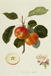 Yellow Ingestrie Pippin - Apple-William Hooker-Art Print