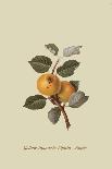 The Trumpington Apple-William Hooker-Giclee Print