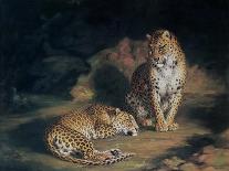 A Pair of Leopards, 1845-William Huggins-Framed Giclee Print