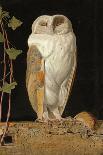 The White Owl, 1856-William J. Webbe-Giclee Print
