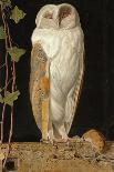 The White Owl: 'Alone and Warming His Five Wits, the White Owl in the Belfry Sits', 1856-William J. Webbe-Framed Giclee Print