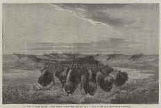 A Herd of Bisons Crossing a River Bottom on the Upper Missouri-William Jacob Hays-Giclee Print