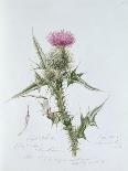 Scotch Thistle, Painted at Brantwood, 6th November 1866-William James Linton-Giclee Print