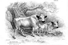 British Wild or Park Cattle-William Jardine-Giclee Print