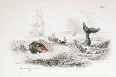 Harpooning a Greenland Whale Which Has Tossed One of the Attacking Boats, 1837-William Jardine-Giclee Print