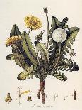 Dandelion-William Kilburn-Giclee Print