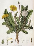 Dandelion-William Kilburn-Giclee Print