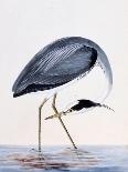 A Heron, from "The Birds of Great Britain and Their Eggs"-William Lewin-Giclee Print