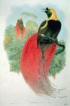 Chlamydera Nuchalis, Great or Great Grey Bowerbird-William M. Hart-Mounted Giclee Print