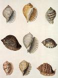 Tun Shells-William Newton-Premier Image Canvas